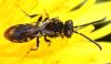 Nomada sp.